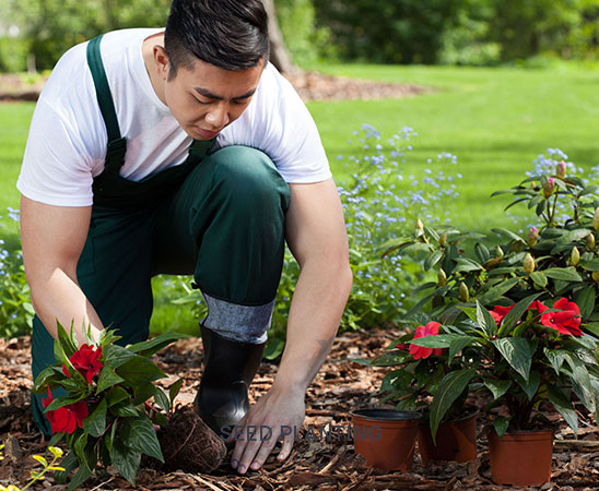 Replanting